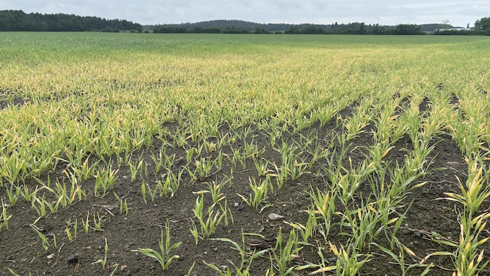 Des petits plants jaunes dans les champs. 