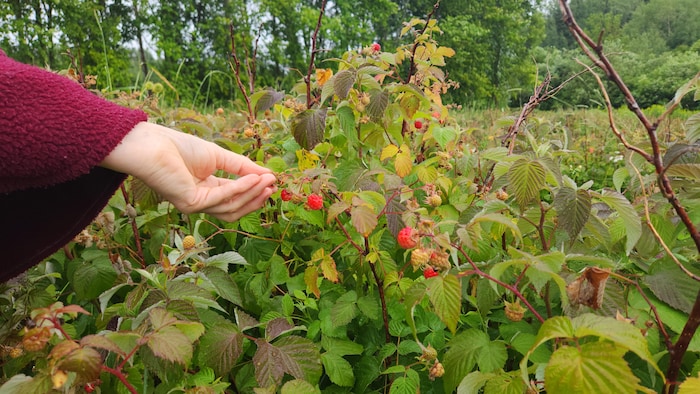 Une main qui cueille une framboise. 