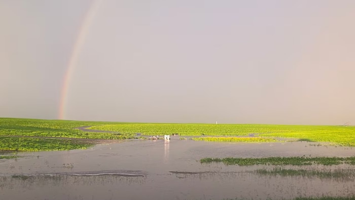 Un champ inondé en Saskatchewan en juillet 2026.
