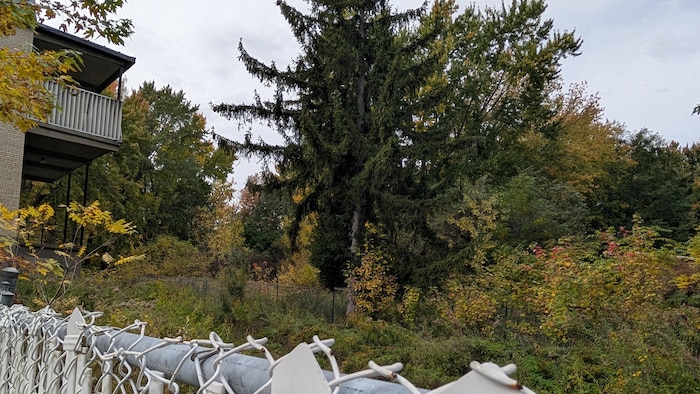 Une forêt derrière un bâtiment abandonné.