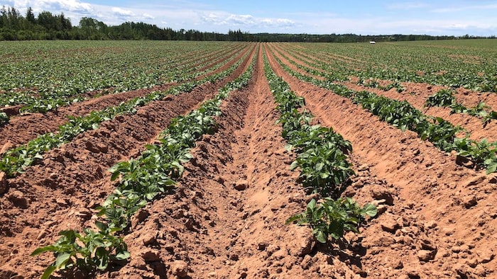 Un champ de pommes de terre. 
