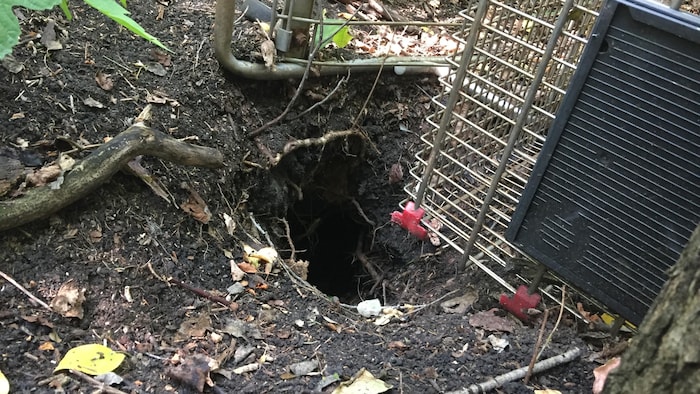 Un terrier creusé sous un charriot abandonné.