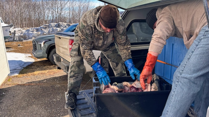 Réjean Vigneau apporte avec lui quatre carcasses de phoques gris chassés sur l'Île Brion un peu plus tôt cette année.
