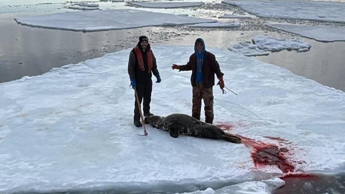 Deux chasseurs sur la glace, phoque mort.
