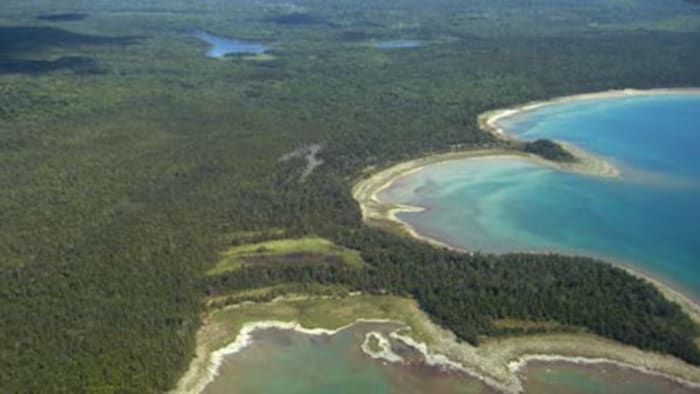 Un immense endroit boisé au bord de l'eau.