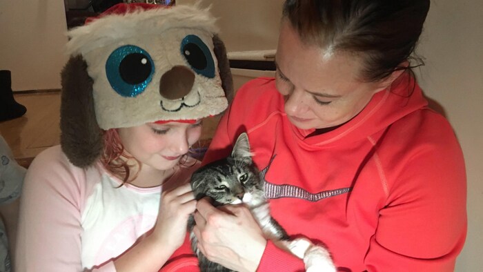 Un chat en cavale rentre au bercail après un périple de 1200 km dans un ...