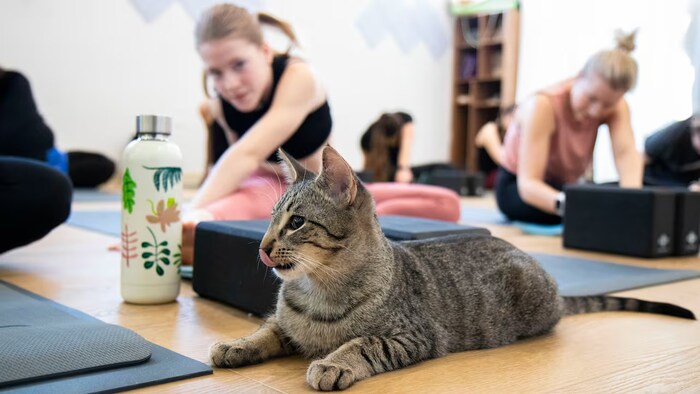 Un chat au yoga.