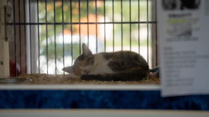Un chaton du refuge Humane Society Windsor-Essex.