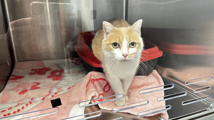 Un chat caramel et blanc dans une cage où l'on retrouve une litière une couverture.