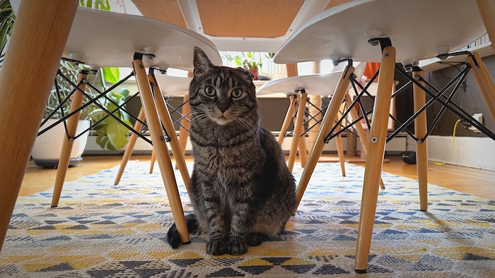 Un chat sous une table, entre les chaise.