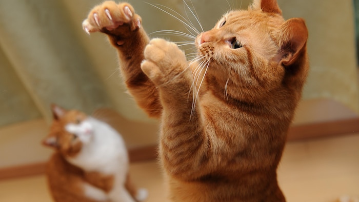 Des chats jouant.