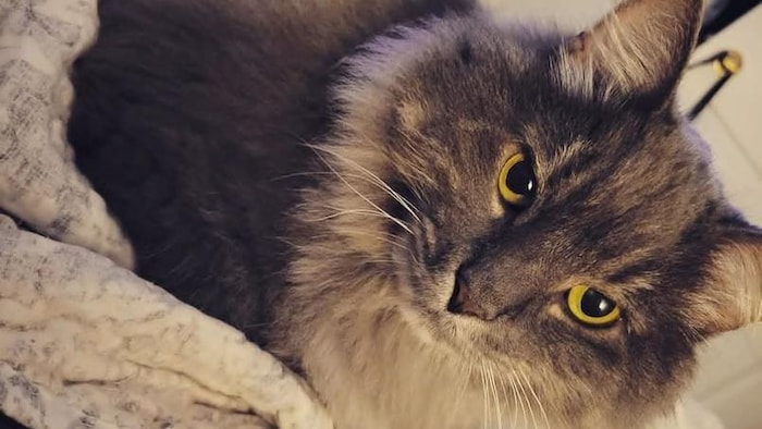 Un chat. 