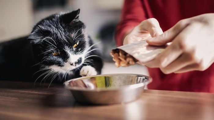 Un propriétaire donne un repas à son chat noir dans une gamelle. 