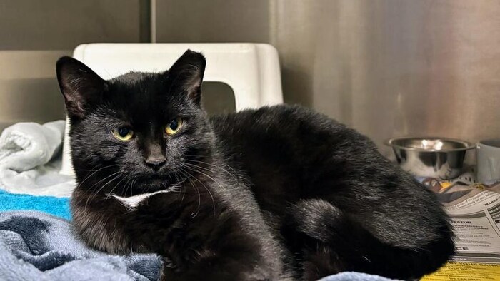 Un chat noir à l'oreille coupée est couché dans une cage au refuge de la SPCA de Hamilton/Burlington.
