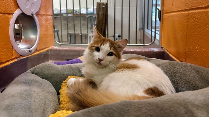 Un chat est assis dans une cage au refuge de la SPCA Hamilton-Burlington.