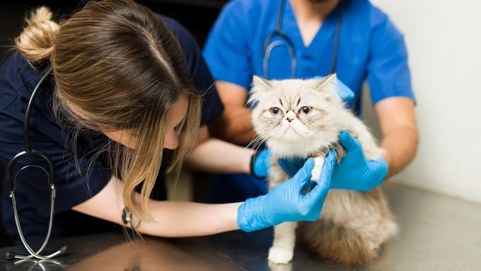 Un chat persan se fait examiner par un vétérinaire