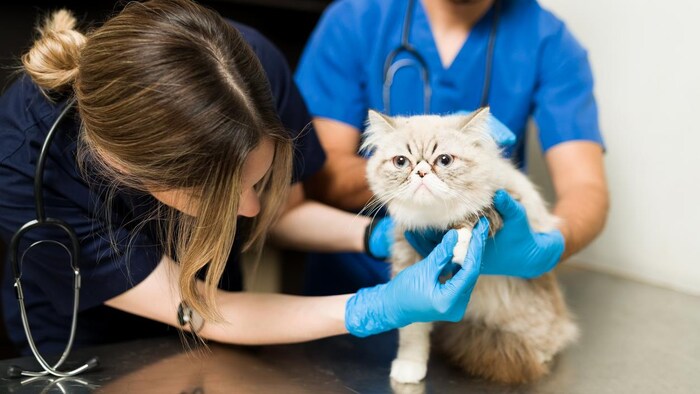 Un chat persan se fait examiner par un vétérinaire