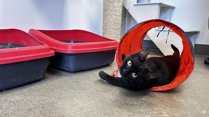 Un chaton noir dans un petit tunnel rouge où il peut s'amuser.