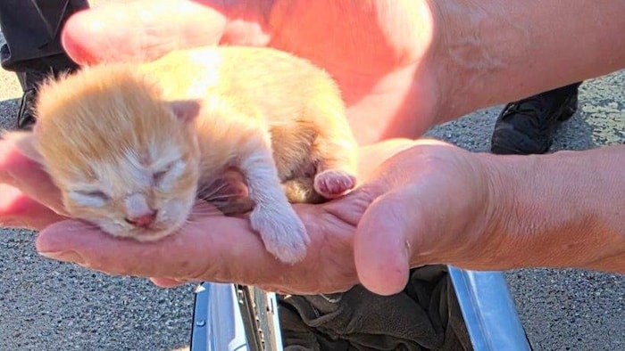 Un chaton dans les mains d'une personne.