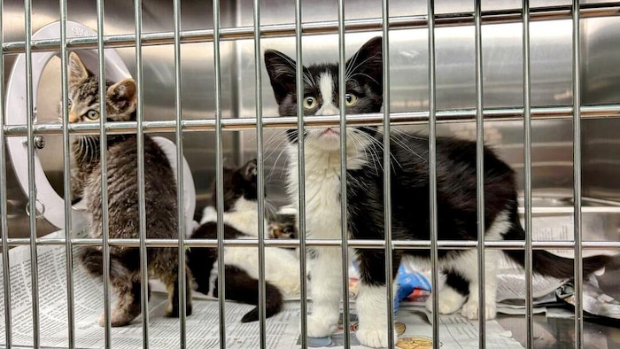 Des chatons dans une cage au refuge de la SPCA Hamilton-Burlington.