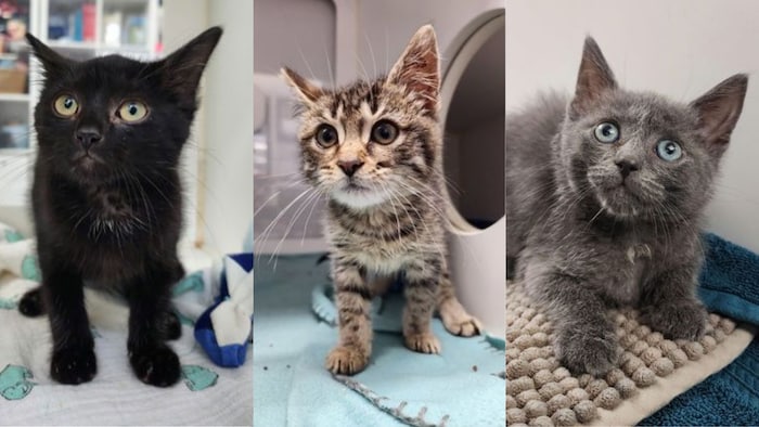 Montage photo de 3 chats, un noir, un marron tigré et un gris.