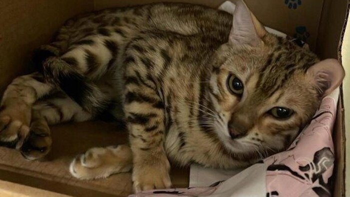 Un chat de Bengal est couché dans une boîte en carton.