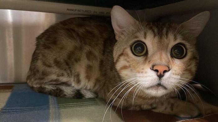 Gros plan du visage d'un chat de Bengal.