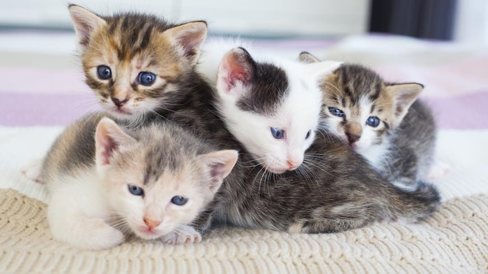 Quatre chatons se serrant sur une couverture.