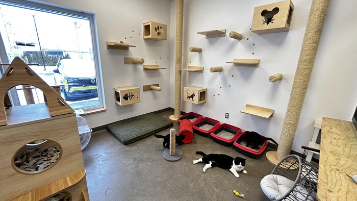 Des chats dans la salle de jeux spécialement conçue pour eux dans les locaux du Centre de services animaliers de Rimouski.