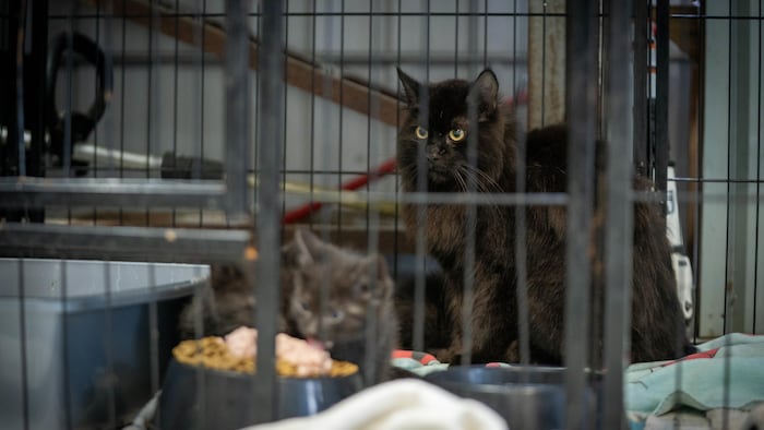 Des chats dans une cage.