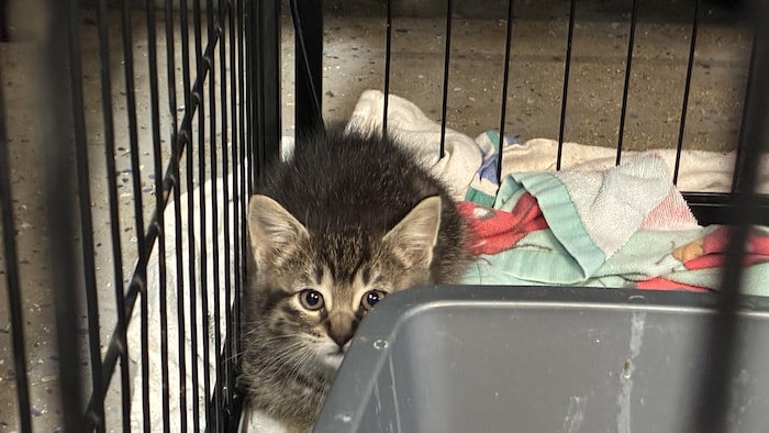 Un chaton dans une cage.
