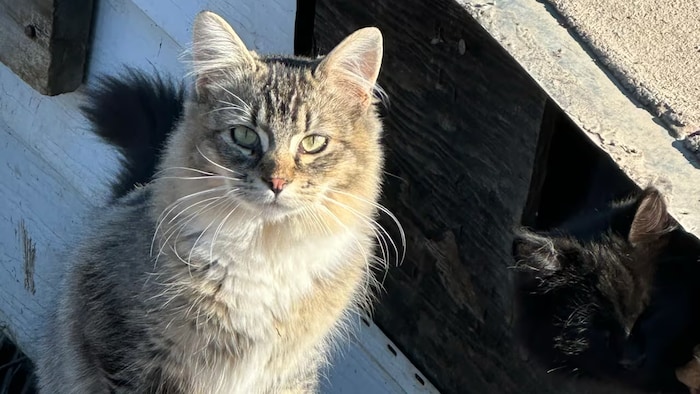 Deux des chats trouvés dans la propriété de Houston, en Colombie-Britannique. 