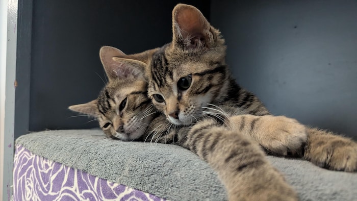 Des chatons sont collés sur un tapis.