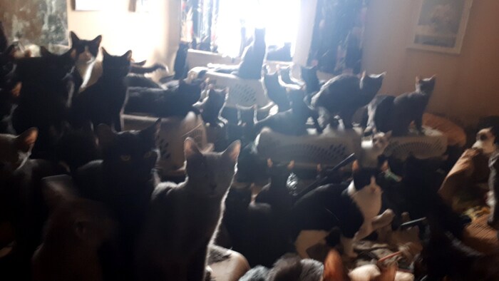 Photo de dizaines de chats sur des tables et des chaises.