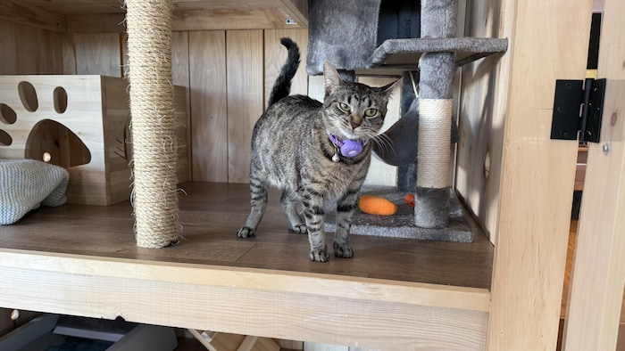 La chatte Alexandra dans la chatterie en bois.