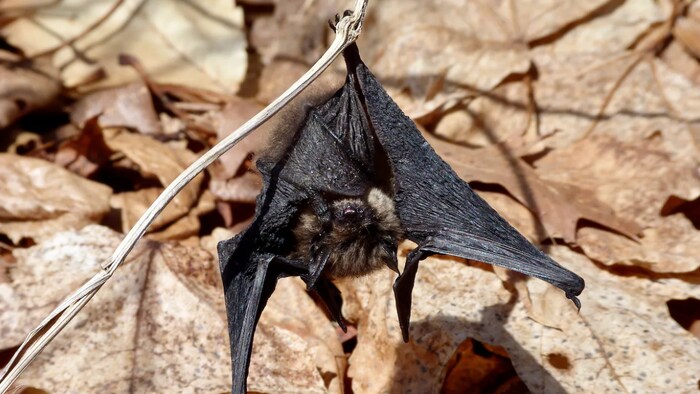 Une chauve-souris suspendue à une branche.