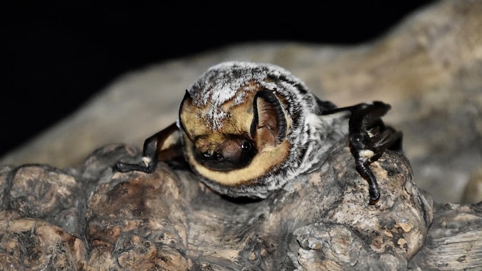 Une chauve-souris cendrée posée sur un rocher.