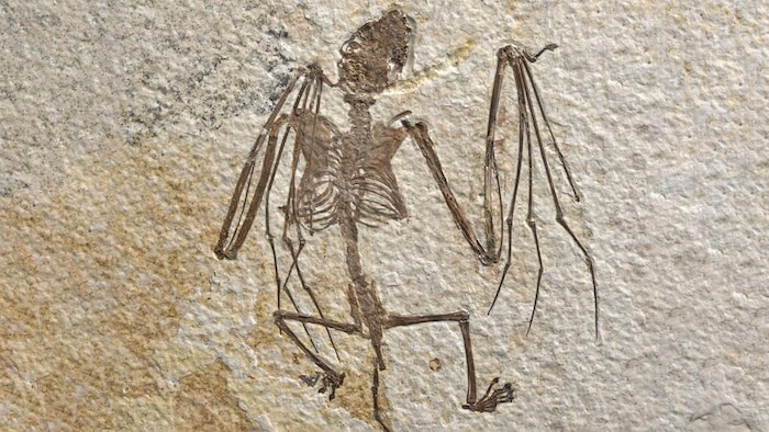 Gros plan du squelette fossilisé d'une Icaronycteris gunnelli.