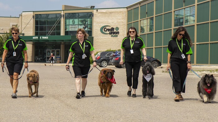 Quatre bénévoles de l'Ambulance Saint-Jean marchent avec des chiens dans le stationnement de la Place Credit Union de Dauphin, le 17 juin 2023.