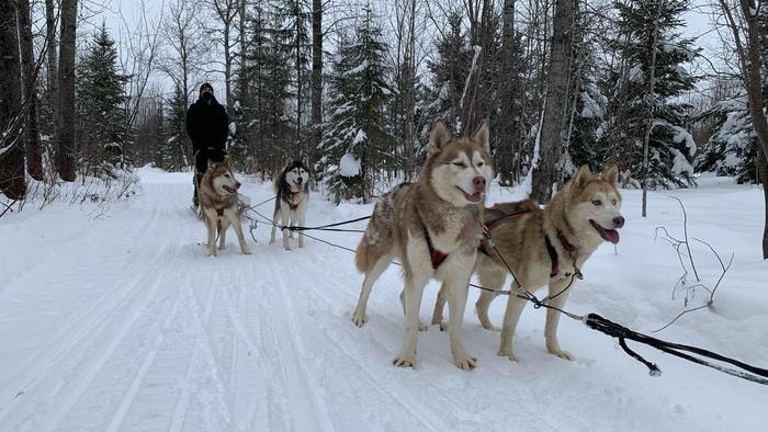 Quatre chiens-loups attachés à un harnais tirent un traîneau sur lequel se tient un homme debout.