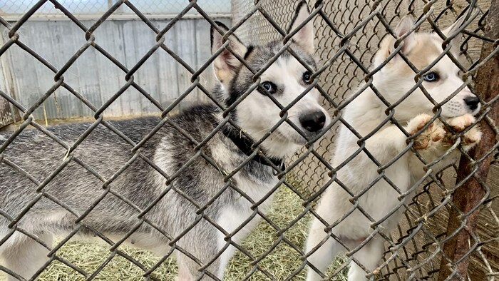 Une mère chien-loup à côté de son petit dans un enclos.