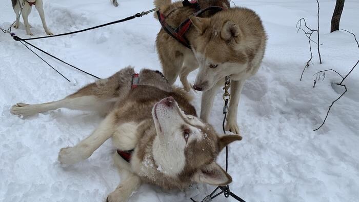 Deux chiens-loups sont attachés à des cordes et se regardent; l'un d'entre eux est couché à terre.
