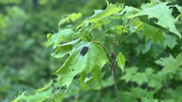 Des chenilles sur des feuilles d'érable.