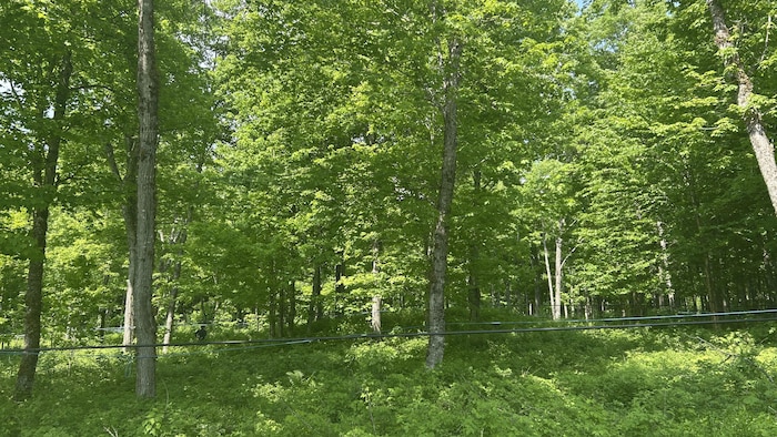 Une forêt d'érables.
