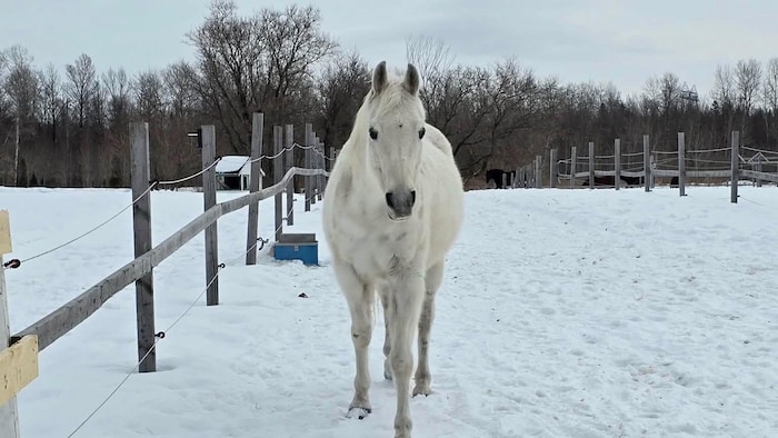un cheval