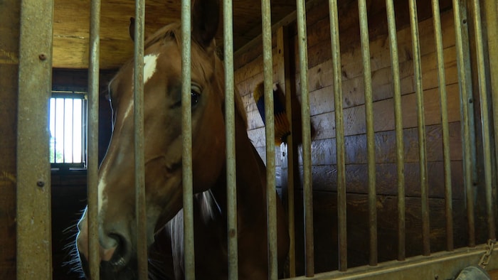 Le cheval est enfermé dans une stalle.