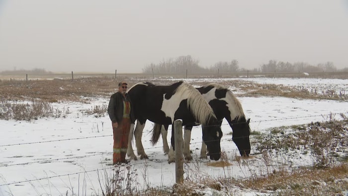 Harvey Linnen se tient dans le pré où l'attaque a eu lieu, en compagnie des deux autres chevaux qui se trouvaient là.