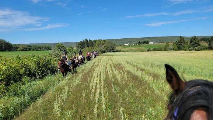 Une dizaine de personnes montées à cheval se promènent dans les champs.