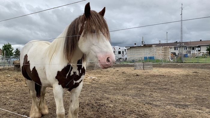 Un cheval dans une écurie.