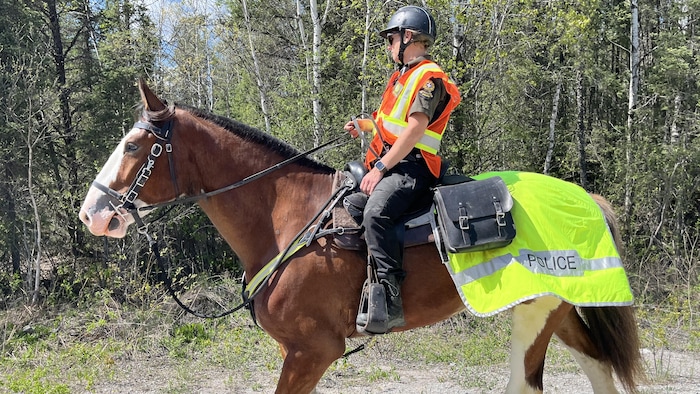 Un cheval de la Sûreté du Québec participe à des recherches en forêt.